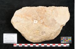 Foto (Objekt + Etikett) von Glyptostrobus europaeus Brongniart (NHMW-GEO-2024-0188-11397)